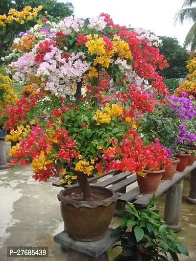 Zomoloco Bougainvillea Plant Cf687 Baugainvillea P-thumb0