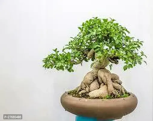 Zomoloco Ficus Bonsai Plant Hybrid Ficus Plant-thumb0