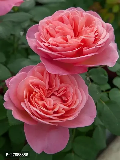 Zomoloco Rare Grafted Red Rose Gulab Flower Liv