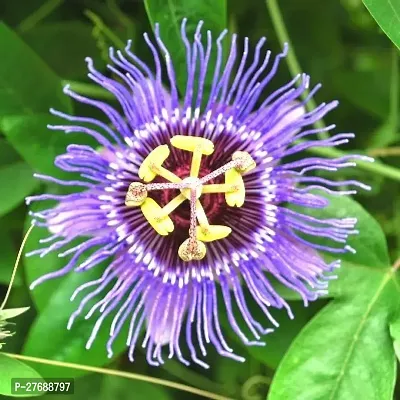 Zomoloco Passion Flower Live Plantcf3 Passion Pl-thumb0