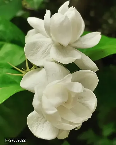 Zomoloco Arabian Jasmine Double Petal Live Flower