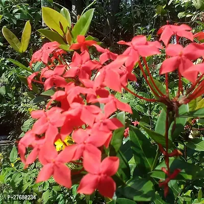 Zomoloco Trothic Ixora Chethi Red Plant Live Flowe