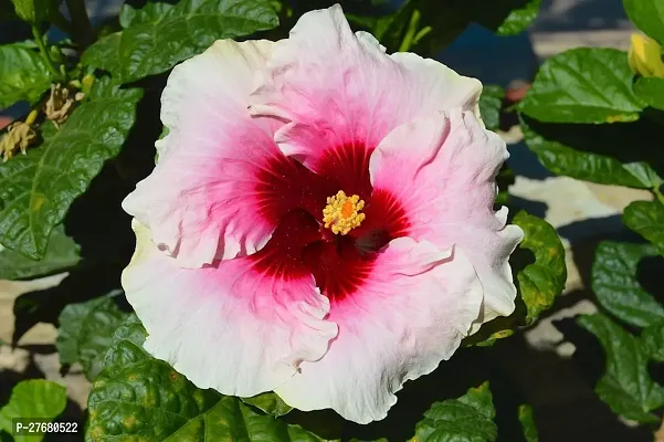 Zomoloco Hibiscus Hybrid Live Flower Plant Disha-thumb0