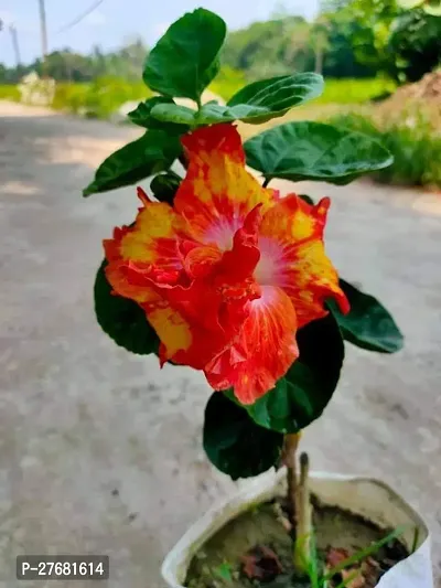 Zomoloco Hw11 Hibiscus Gudhal Flower Plant-thumb0