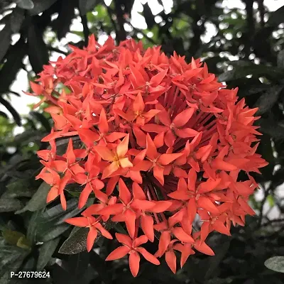 Zomoloco Trothic Ixora Chethi Red Plant Live Flowe-thumb0