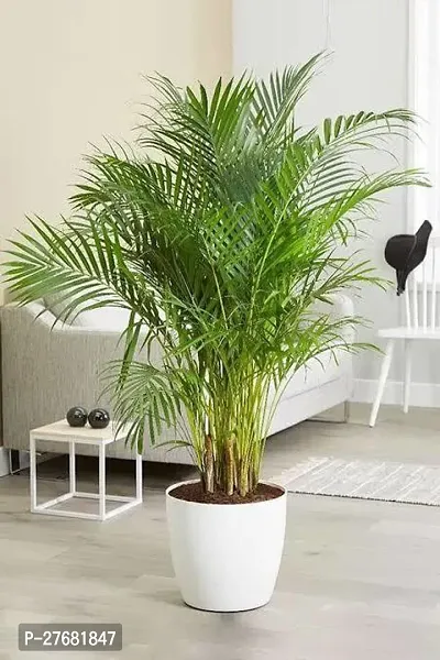 Zomoloco A01 Areca Palm-thumb0