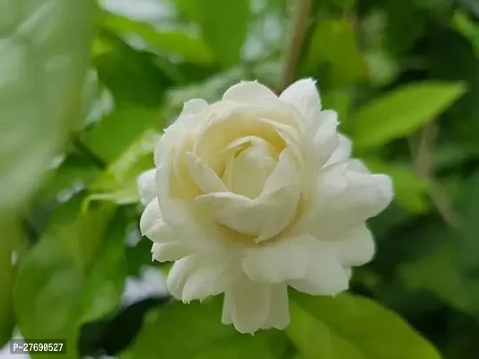 Zomoloco Arabian Jasmine Double Petal Live Flower