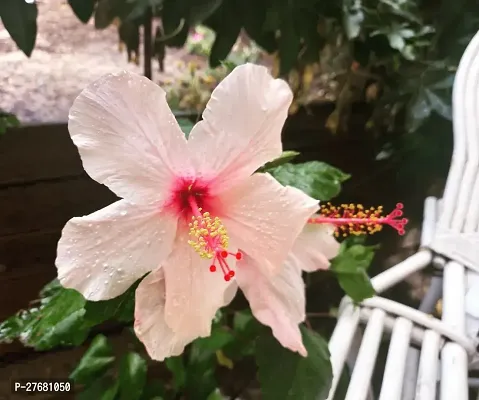 Zomoloco Hibiscus White Live Flower Plant Disha9