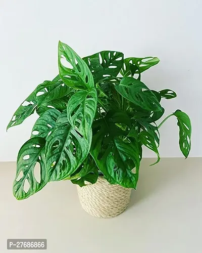 Zomoloco Broken Heart Indoor Plant With Air Purify