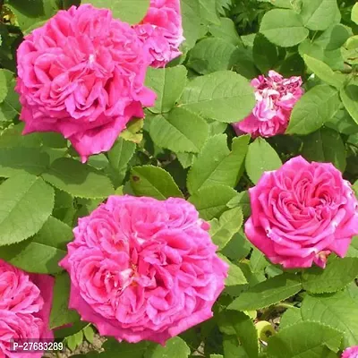 Zomoloco Abracadabra Hybrid Rose Plant Grafted 002