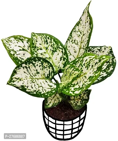 Zomoloco Snow White Aglaonema Chinese Evergree-thumb0