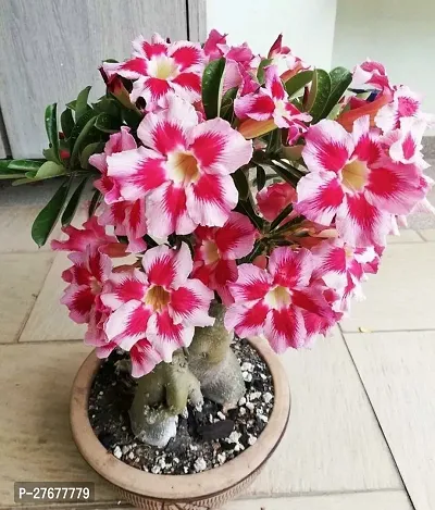 Zomoloco Adc01 Adenium Plant