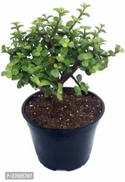 Zomoloco Vanaspati Udyam Jade Plant Jade Plant-thumb0