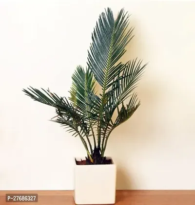 Zomoloco Cycas Revoluta Plant Live Plant Cf1251-thumb0