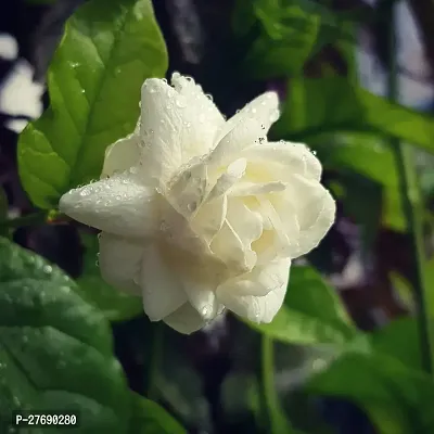 Zomoloco Arabian Jasmine Double Petal Live Flower