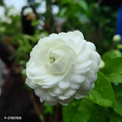 Zomoloco Arabian Jasmine Double Petal Live Flower