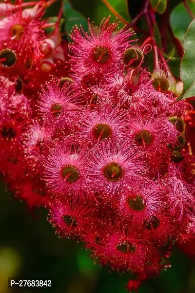 Zomoloco First Love Xanthostemon Chrysanthus R