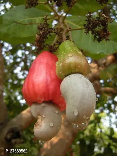 Zomoloco Hybrid Rare Grafted Cashew Apple Kaju F-thumb0