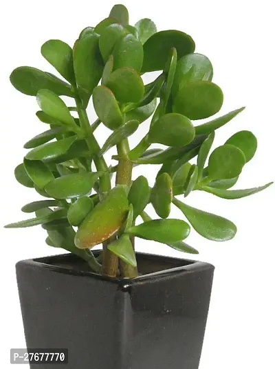 Zomoloco Cr2121 Crassula Dwarf Plant-thumb0