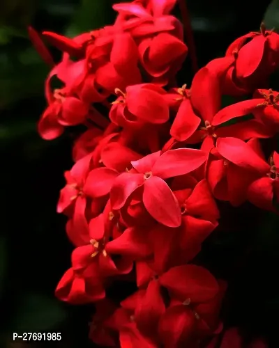 Zomoloco Trothic Ixora Chethi Red Plant Live Flowe