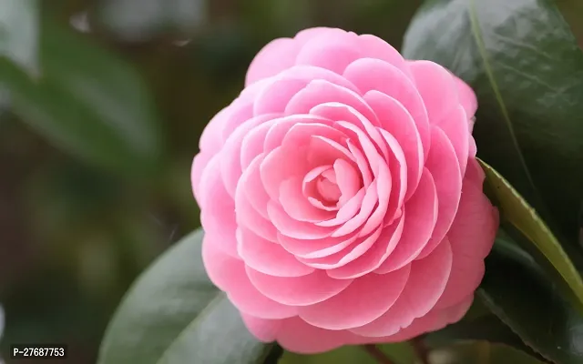 Zomoloco Pink Camellia Healthy Flower Plant For Ho