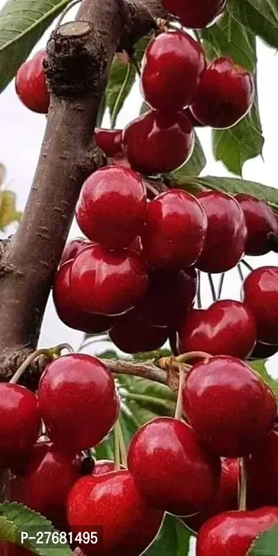 Zomoloco Cj11 Cherry Fruit Plant-thumb0