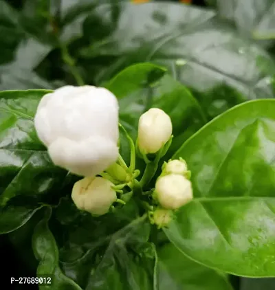 Zomoloco Arabian Jasmine Double Petal Live Flower