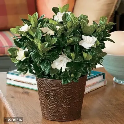 Zomoloco C0C11 Jasmine Plant-thumb0