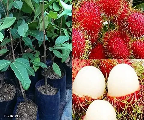 Zomoloco Rare Red Rambutan Hybrid Exotic Fruit See