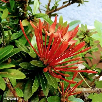 Zomoloco Trothic Ixora Chethi Red Plant Live Flowe