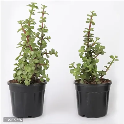 Zomoloco Jade Plants Combo Jade Plant-thumb0