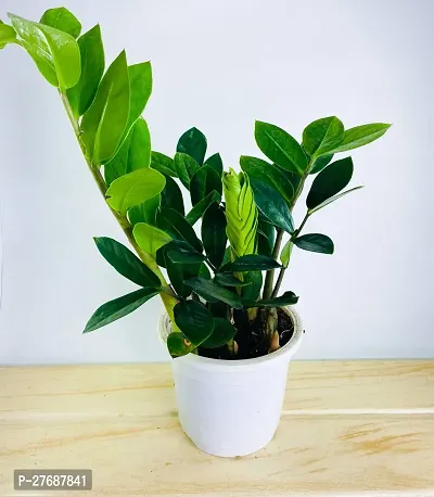 Zomoloco Live Air Purifying Indoor Zz Zamioculcas