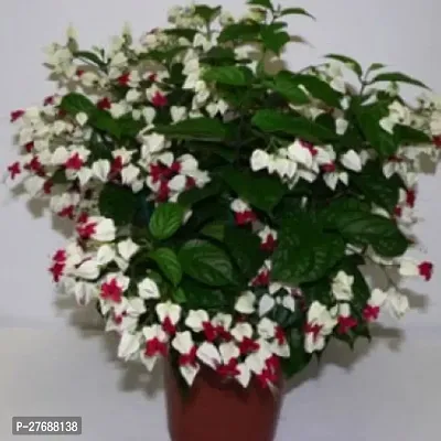 Zomoloco Live Rare Bleeding Heart Vine White Cler-thumb0