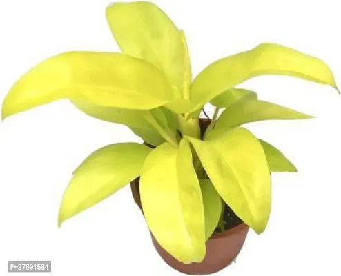 Zomoloco Philodendron Indoor Hybrid Live Plant For