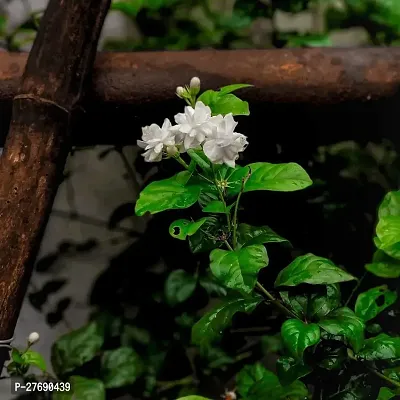 Zomoloco Arabian Jasmine Double Petal Live Flower-thumb0