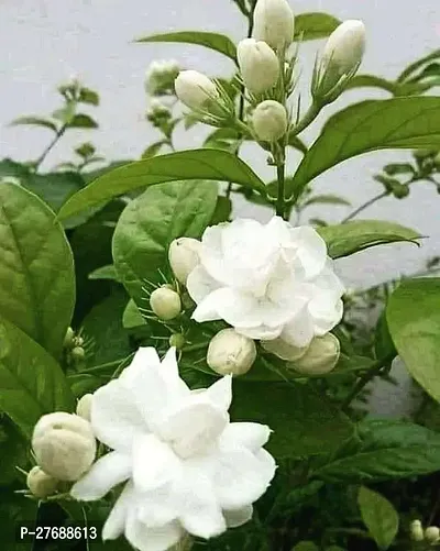 Zomoloco Arabian Jasmine Double Petal Live Flower-thumb0