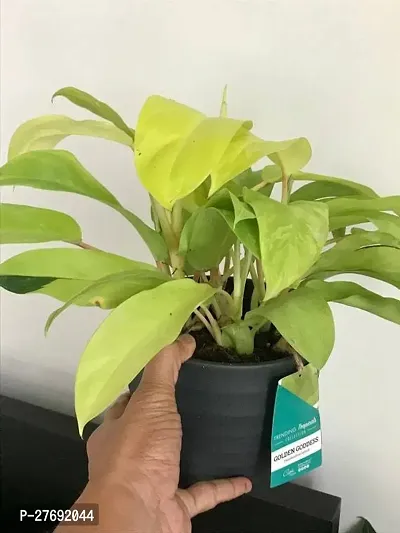 Zomoloco Philodendron Indoor Hybrid Live Plant For