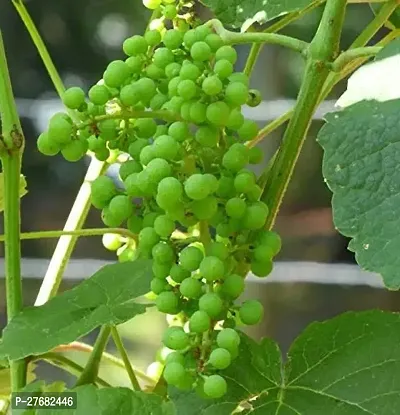 Zomoloco Grape Plant A Zz Plant-thumb0