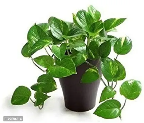 Zomoloco Money Plant Money Plant-thumb0