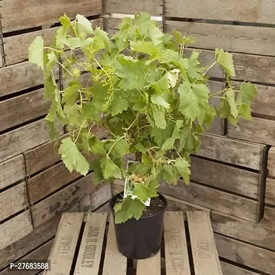 Zomoloco G411 Grapes Plant-thumb0