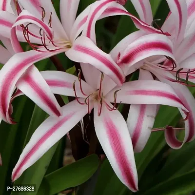 Zomoloco Shudarson Plant Crinum Swamp Lily Plant-thumb0