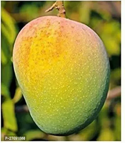 Zomoloco Himsagar Kishan Bhog Mango Grafted Hy-thumb0