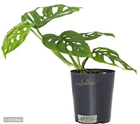 Zomoloco Broken Heart Indoor Plant With Air Purify