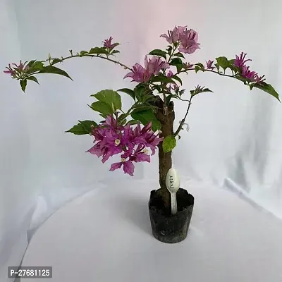 Zomoloco S111 Bougainvillea Plant-thumb0