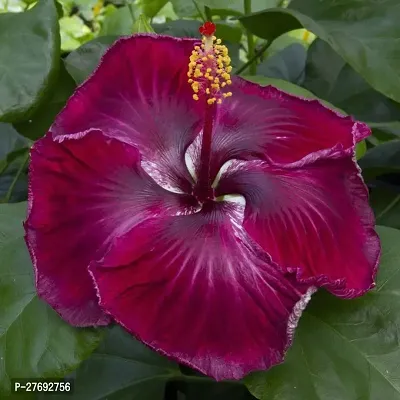 Zomoloco Hibiscus Red Plant Cf092 Hibiscus Plant-thumb0