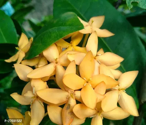 Zomoloco Trothic Ixora Chethi Yellow Plant Live Fl