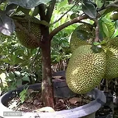 Zomoloco E01 Jack Fruit Plant-thumb0