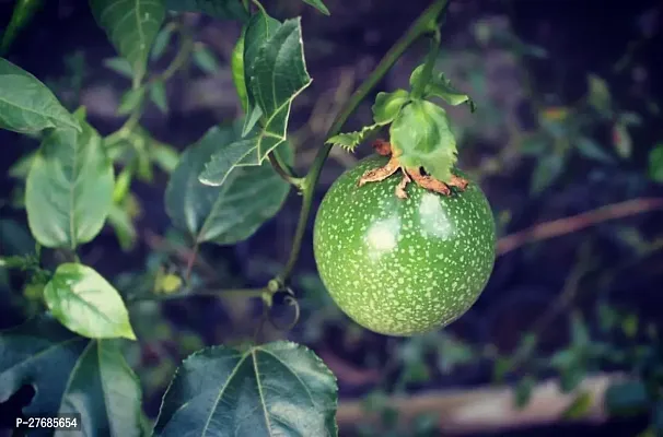 Zomoloco Air Layered Passion Fruit Plant Live Plan-thumb0