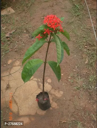 Zomoloco Trothic Ixora Chethi Red Plant Live Flowe