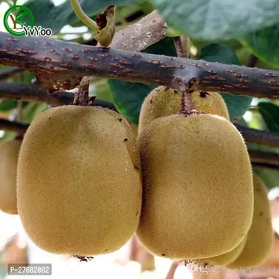 Zomoloco Kiwi Fruit Plant Ki75 Kiwi Plant-thumb0